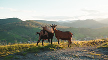 Goats in nature with sunset light