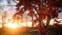red fall leaves at sunset 