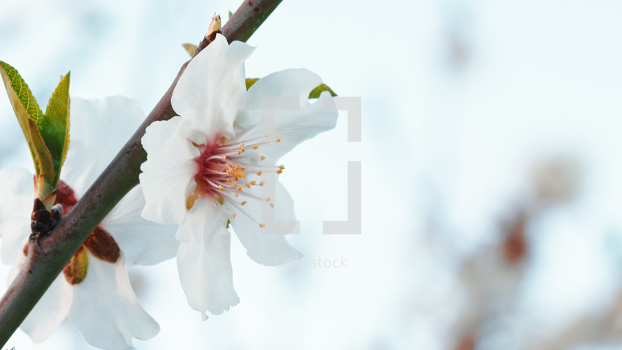 White flower on blossoming tree branches