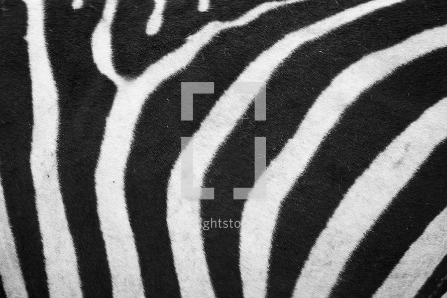 A close-up of zebra print