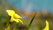 yellow field flower close up 
