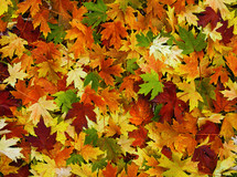 Fall foliage.