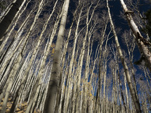 Silvery Aspen trees on a mountain slope in Autumn