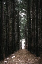 Couple standing on a trail in a forest of lofty trees.