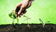 Hand putting fresh soil near the little plants