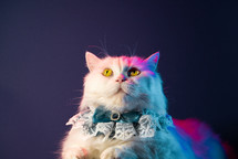Rich cat aristocrat with lace collar frill on dark background. White fluffy puss. High quality
