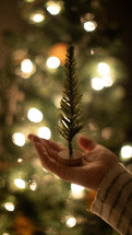 small tree in the palm of a hand at Christmas 