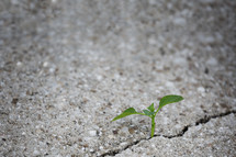 a sprout growing in a crack in a sidewalk