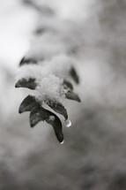 A stem of leaves covered in snow.
