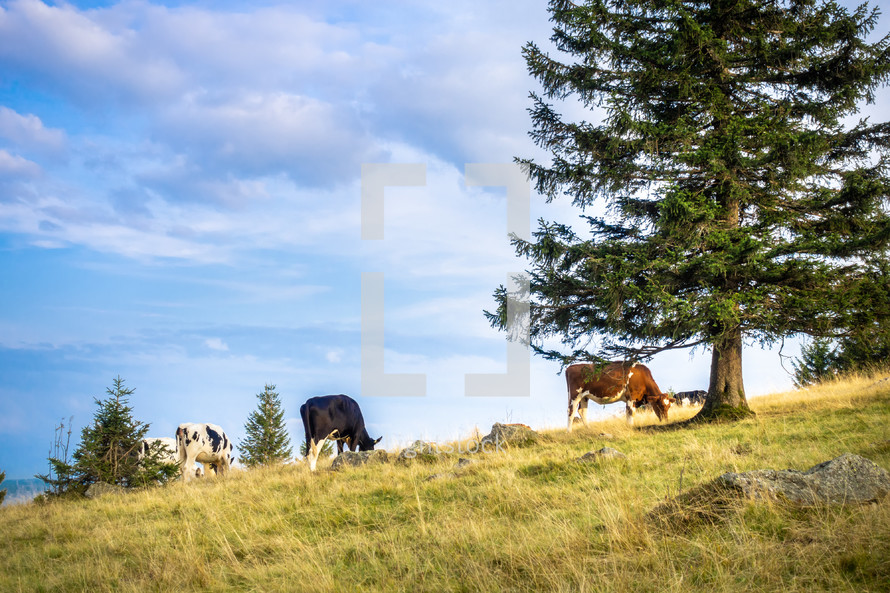 cattle grazing on a hillside 
