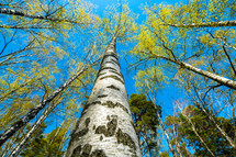 looking up at tall trees outdoors 