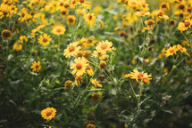 field of yellow flowers 