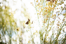 butterfly on yellow flowers 