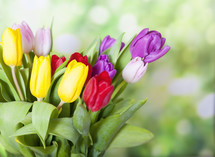 Colorful Spring Flowers with Copy Space