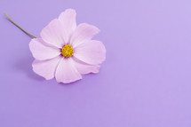 A single pink flower on a lavender background.