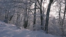 Sun light in frozen winter forest with snowy trees in cold morning sunrise wild wood
