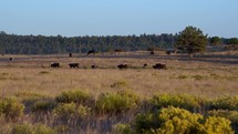 Cows grazing on the open range