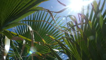 Close up of palm fronds in the summer sun