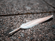 a feather quill lying on the pavement