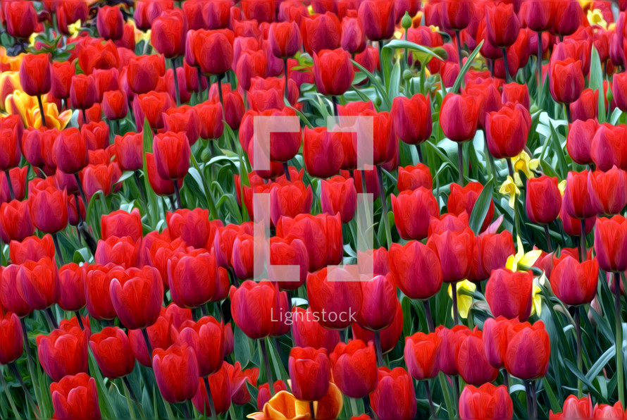 red tulips 