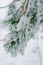 snow on a pine needles 