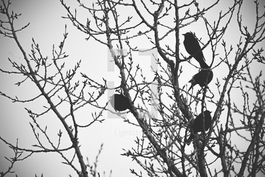 birds in a budding tree 