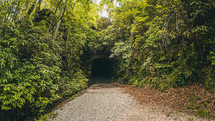 hidden tunnel in a forest 