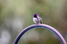 hummingbird at rest 