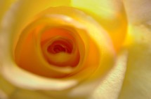 yellow rose closeup