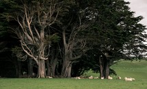 sheep resting under trees 