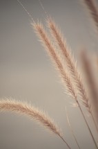 tops of grasses 