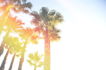 palm trees under bright sunlight 