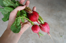 holding radishes 
