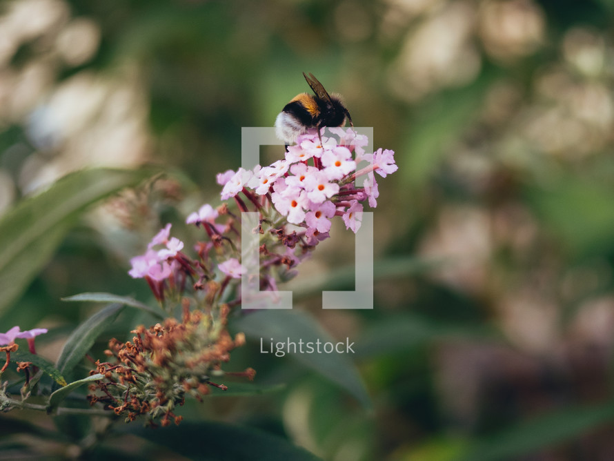 a bumble bee on some pink flowers