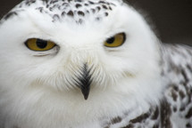 owl face 