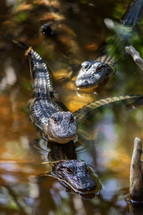 baby alligators 