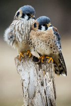 infant falcons 