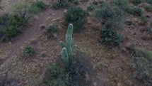 Aerial orbit of a large Saguaro cactus in the desert