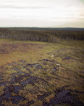 An aerial shot of a forest