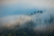 Sunlight and fog above the mountain spruce forest