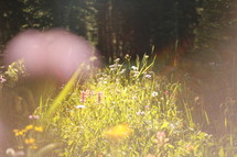 wildflowers in bright sunlight 