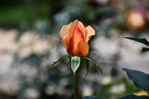 long stem orange rose bug 