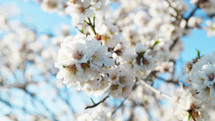 White Almond Flowers In Spring
