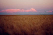 pink clouds over a wheat field at sunset 