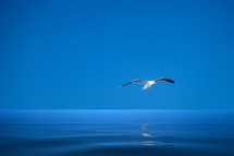 seagull over water 