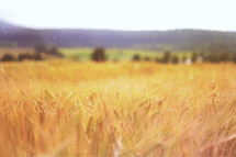 Golden wheat in a field. 