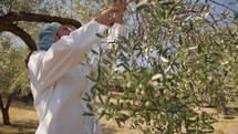 Agronomist scientist analyzing olives from a tree 