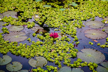 lily pads in a pond in Southeast Asia 