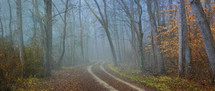 dirt road leading through a foggy forest 