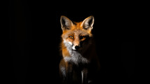 A red fox in low key lighting on a black background. Ezekiel 13:4 - O Israel, thy prophets are like the foxes in the deserts.